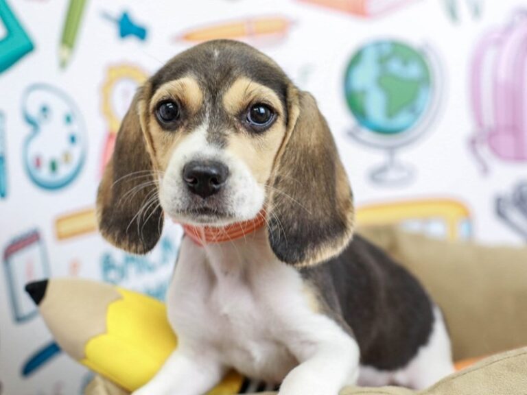 Beagle