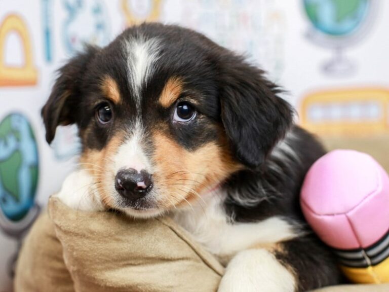 Mini Australian Shepherd
