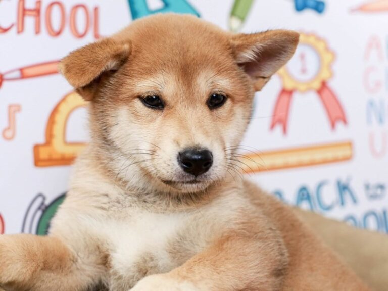 Shiba Inu