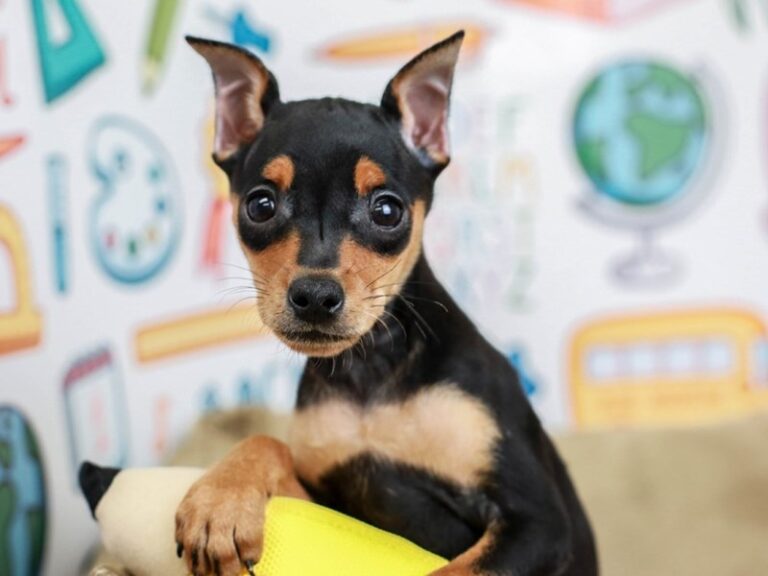 Mini Pinscher