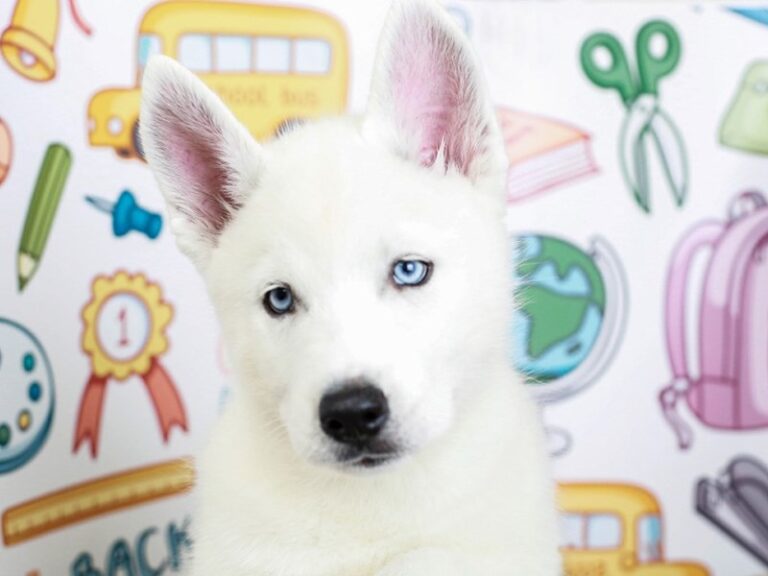 Siberian Husky
