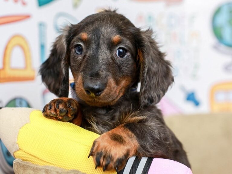 Dachshund