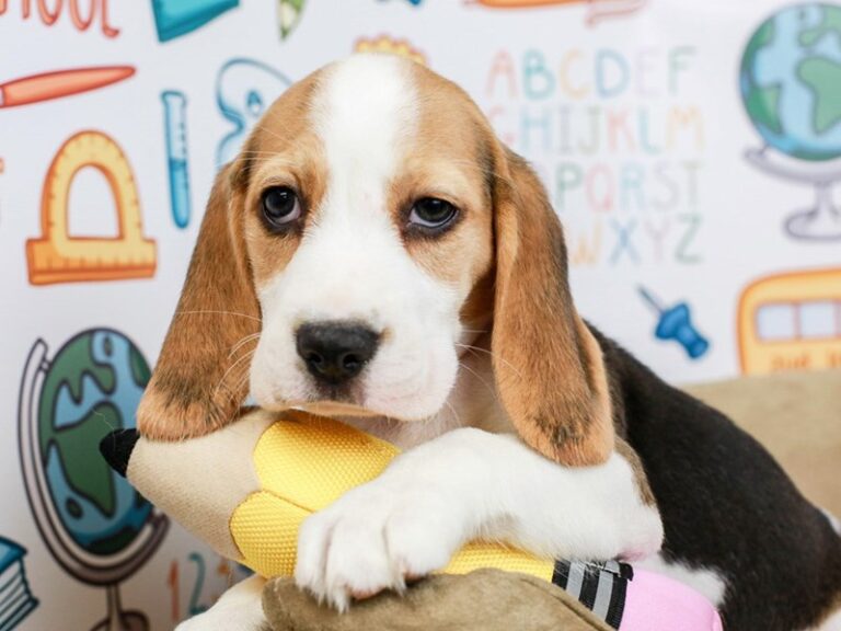 Beagle