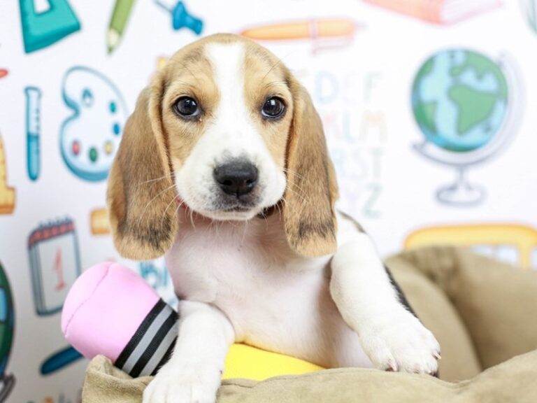 Beagle