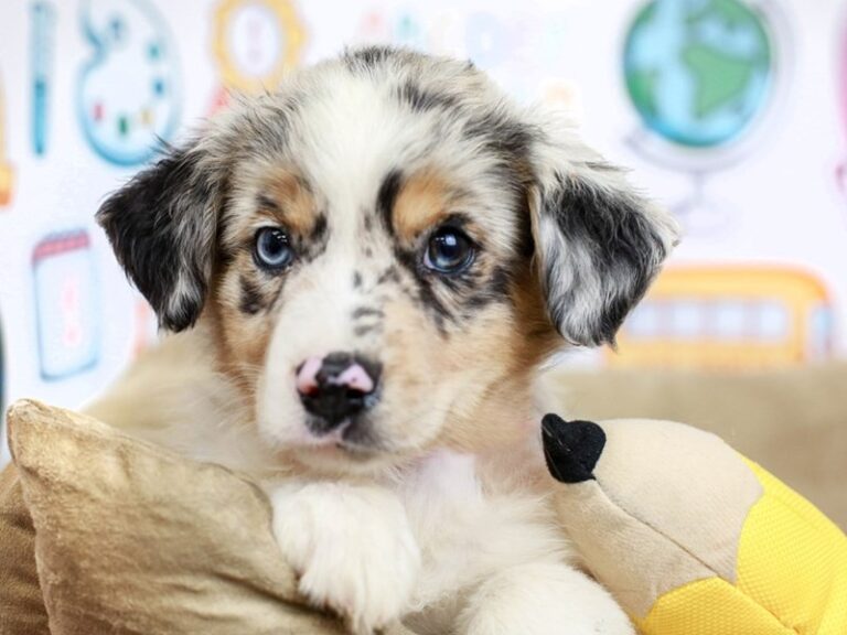 Mini Australian Shepherd