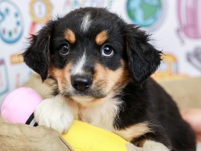 Mini Australian Shepherd