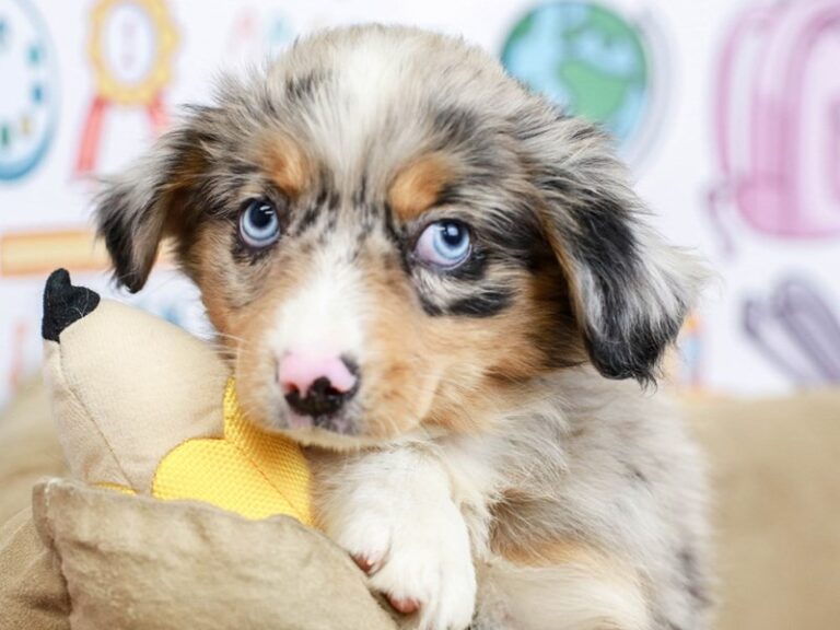 Mini Australian Shepherd