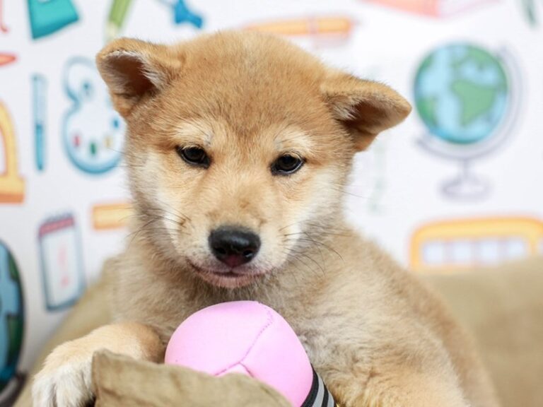 Shiba Inu