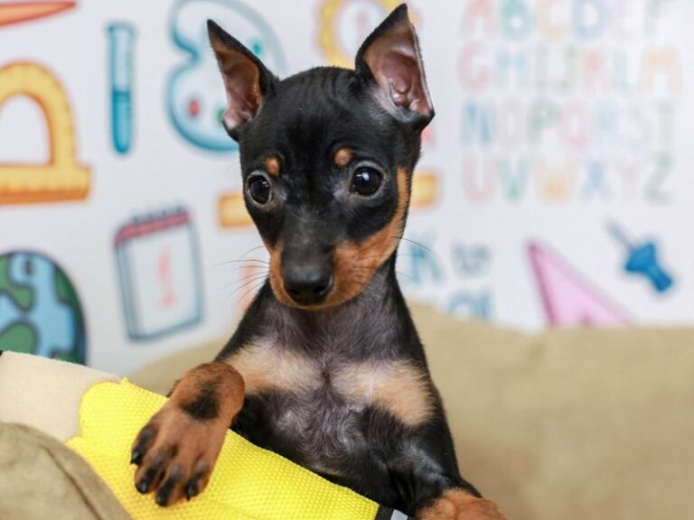 Mini Pinscher