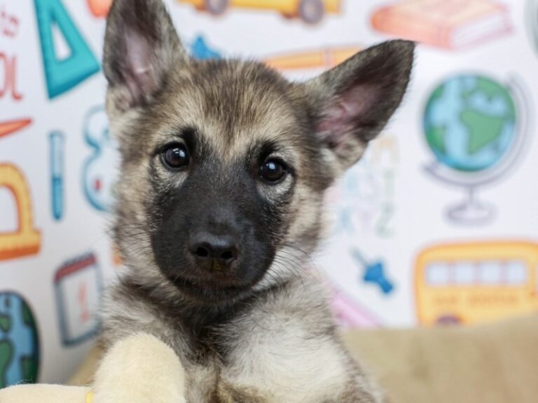 Norwegian Elkhound
