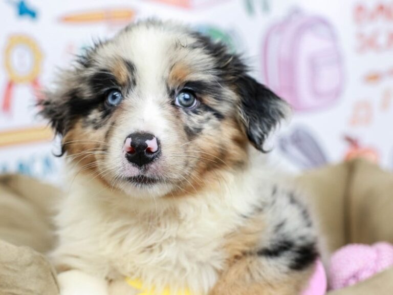 Australian Shepherd