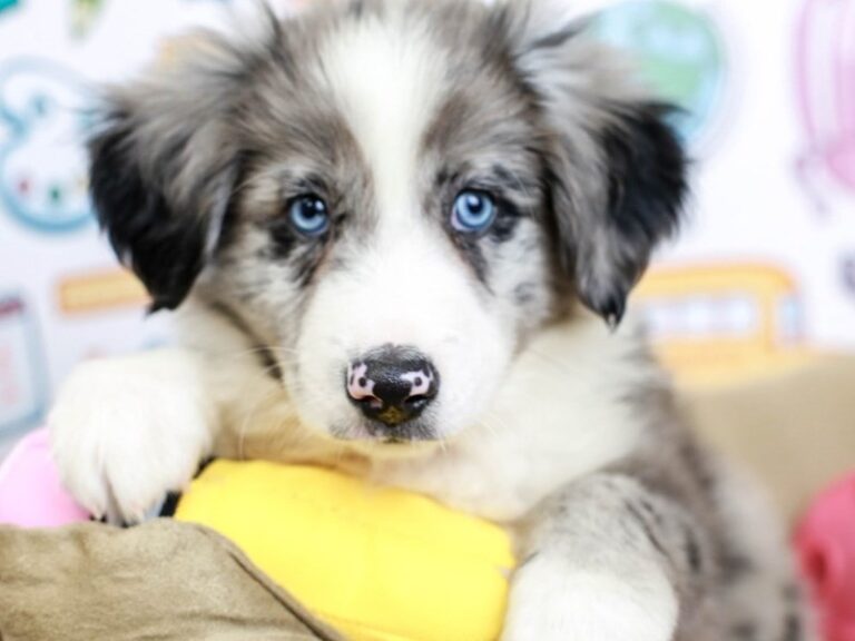 Mini American Shepherd