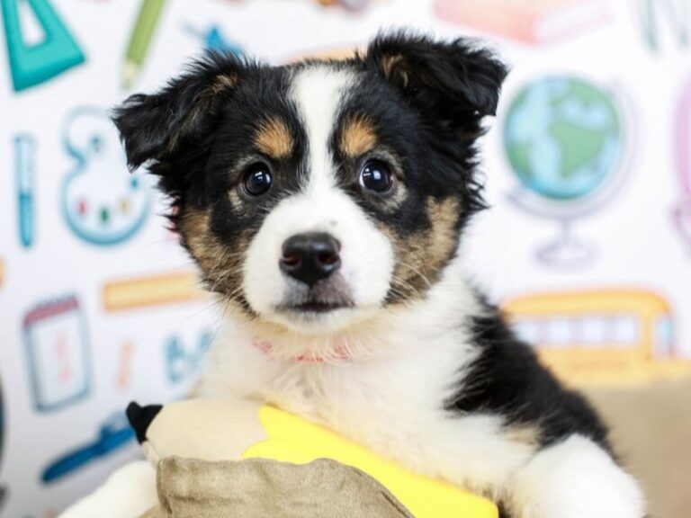 Mini American Shepherd