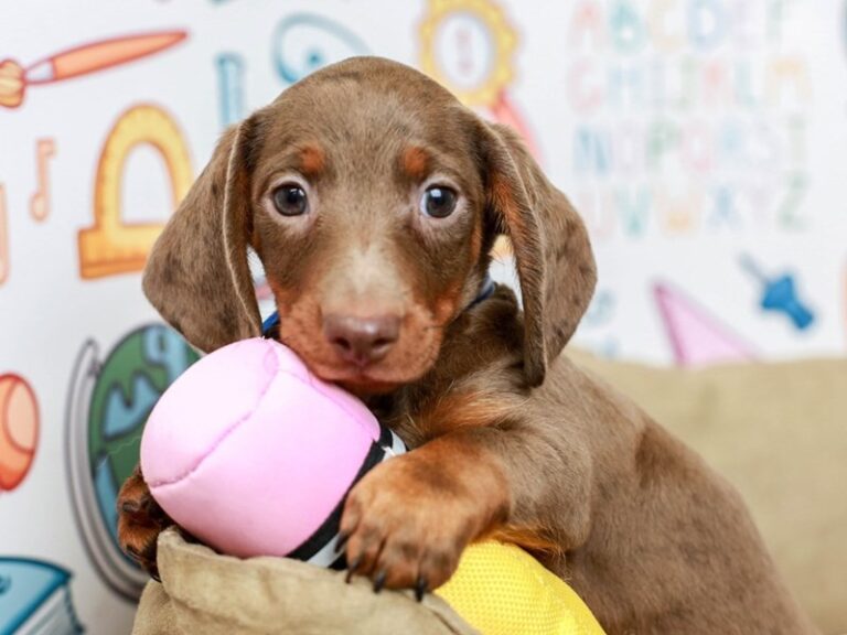 Dachshund