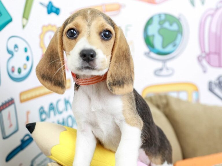 Beagle