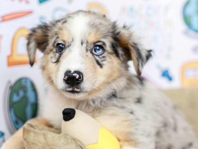 Mini Aussie-DOG-Male--2827287-Animal Kingdom | Puppies N Love