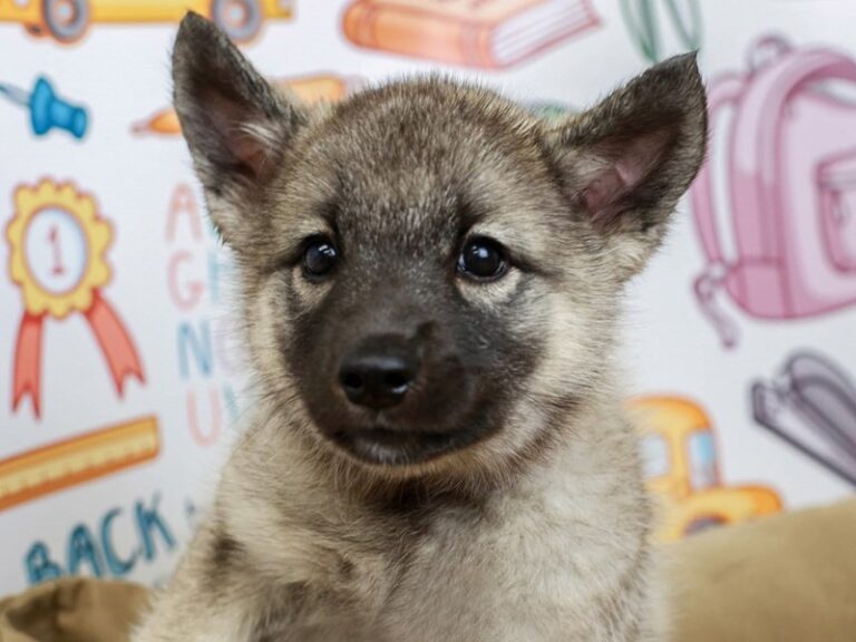 Norwegian Elkhound