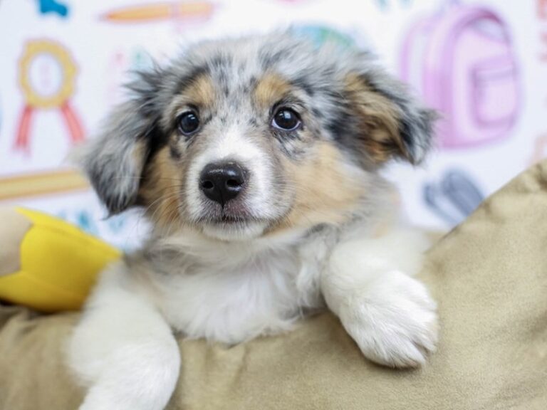 Mini Aussie