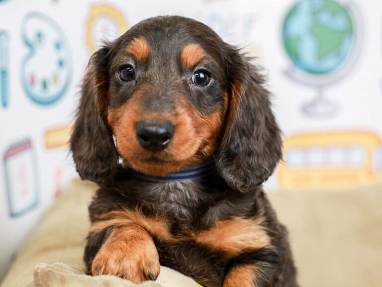 Dachshund