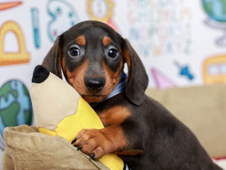 Dachshund