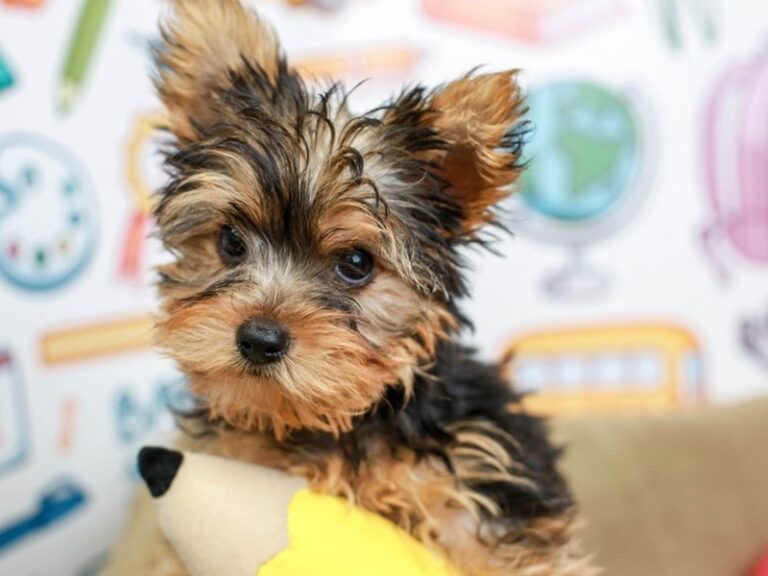Yorkshire Terrier