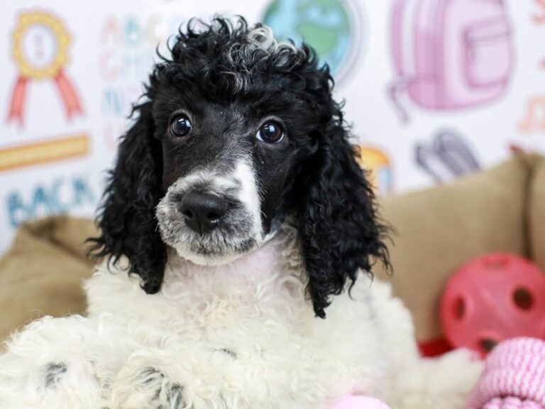 Standard Poodle