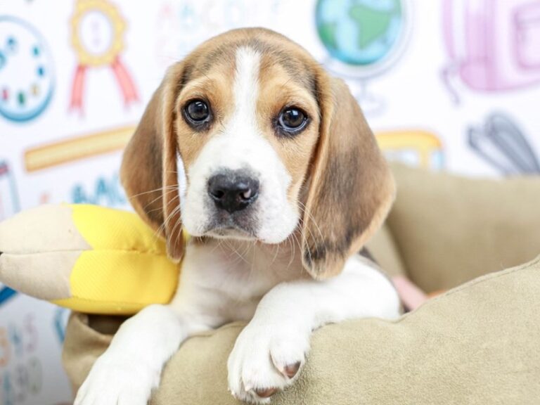 Beagle
