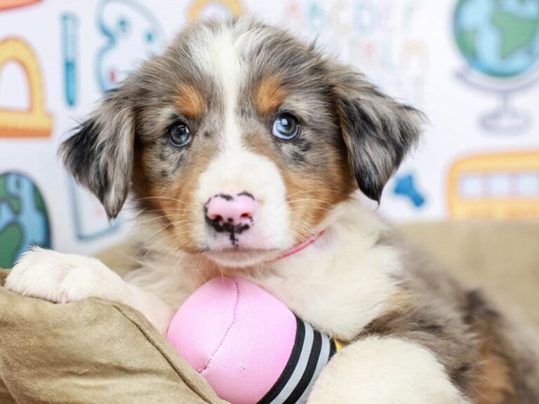 Mini Aussie
