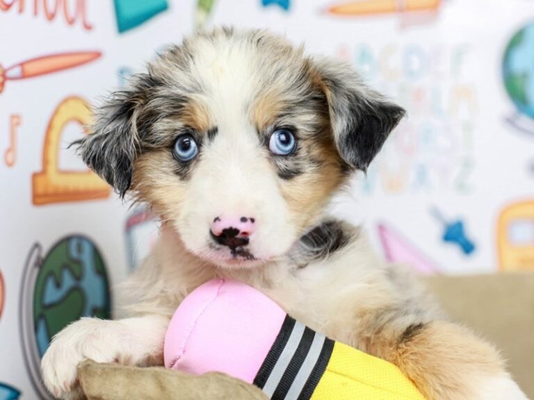 Mini Aussie