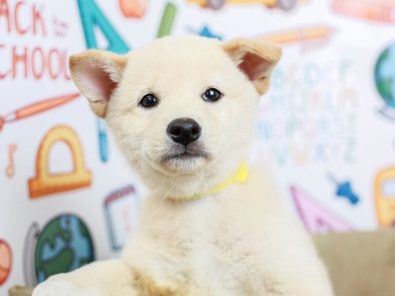 Shiba Inu