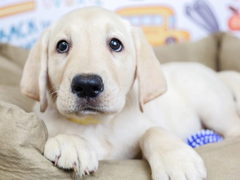 Labrador Retriever