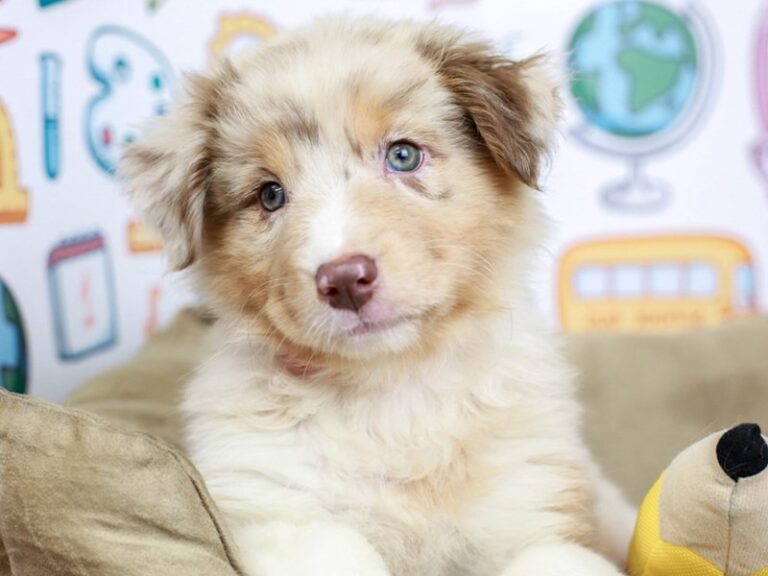 Australian Shepherd