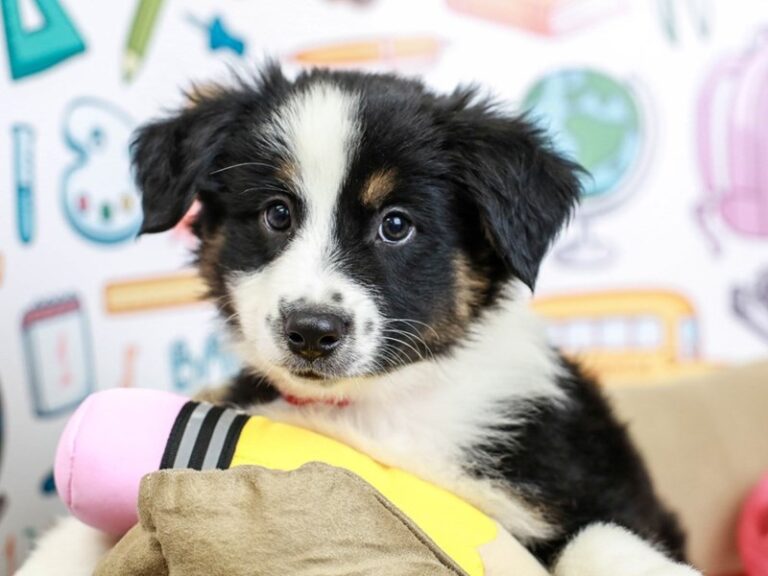 Mini American Shepherd
