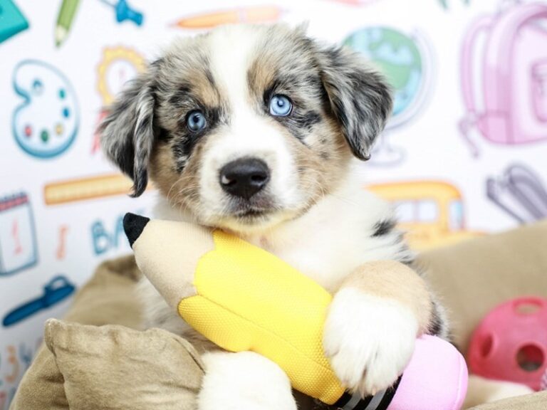 Mini American Shepherd