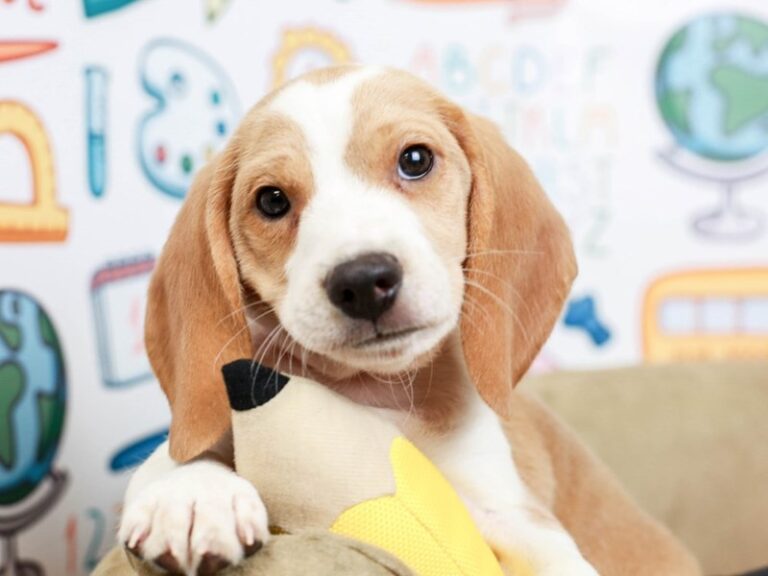 Beagle
