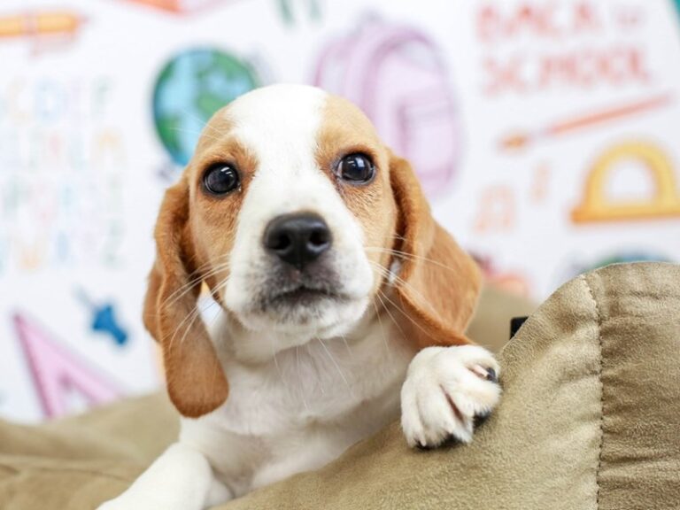 Beagle
