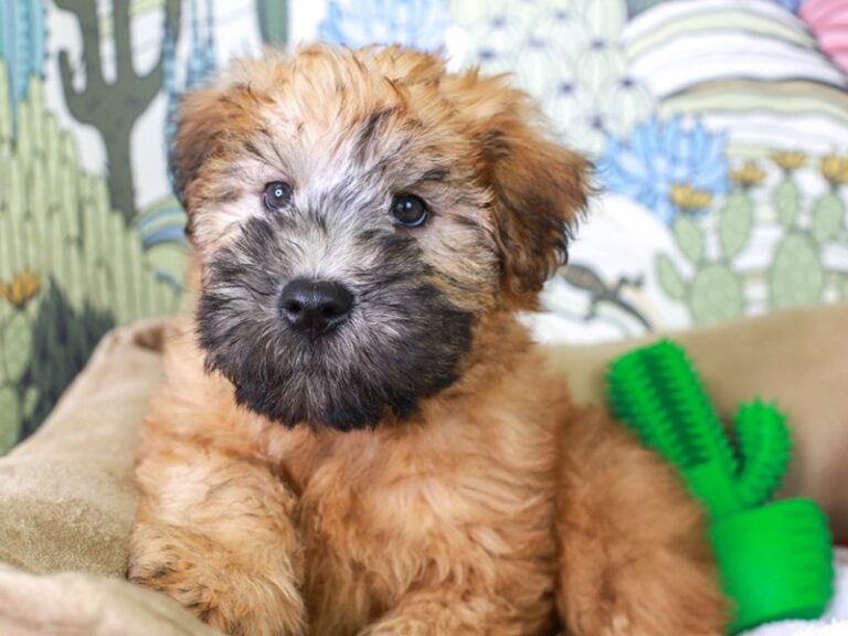 Soft Coated Wheaten Terrier