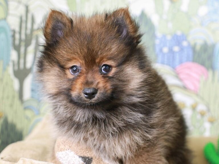 Pomeranian