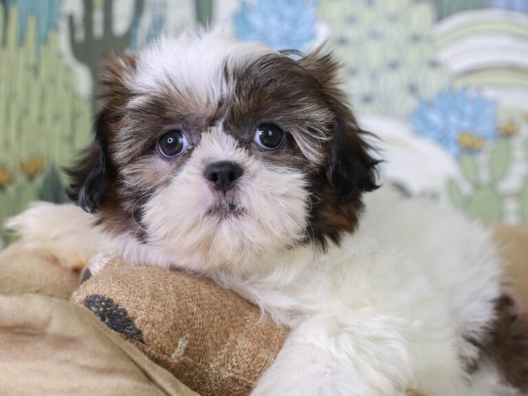Shih Tzu