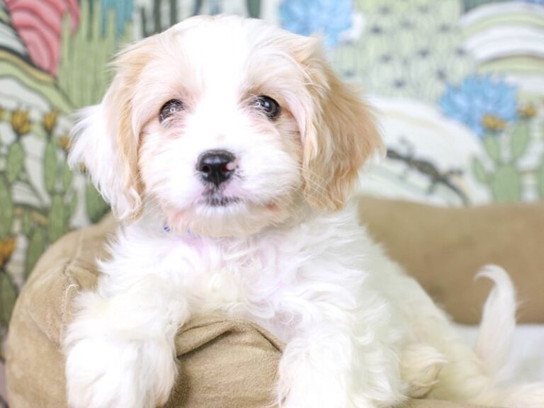 Cavachon