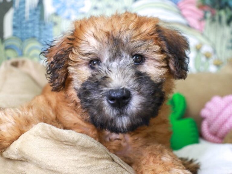 Soft Coated Wheaten Terrier