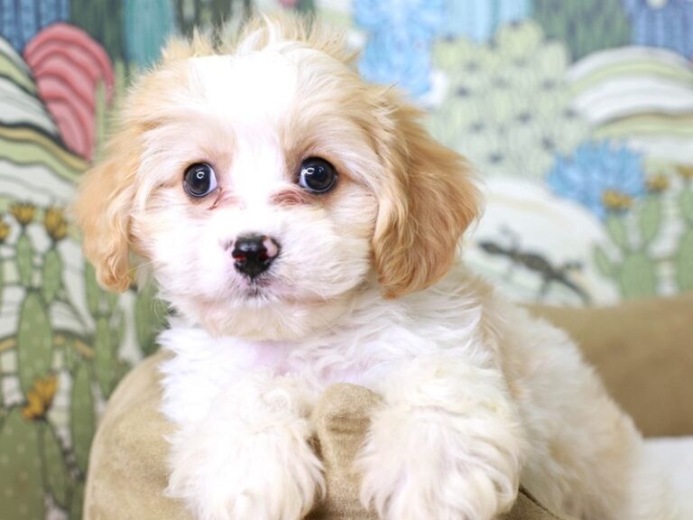 Cavachon