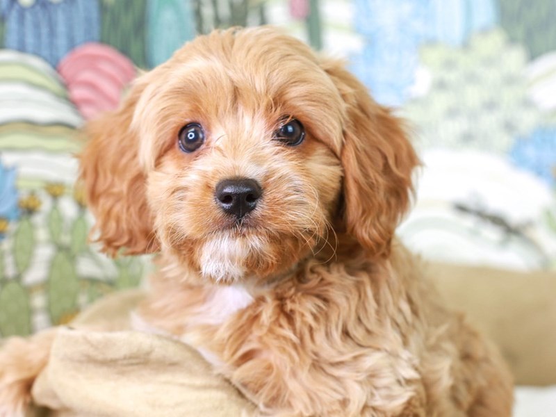 CavaPooChon-Male--2834203-Animal Kingdom | Puppies N Love