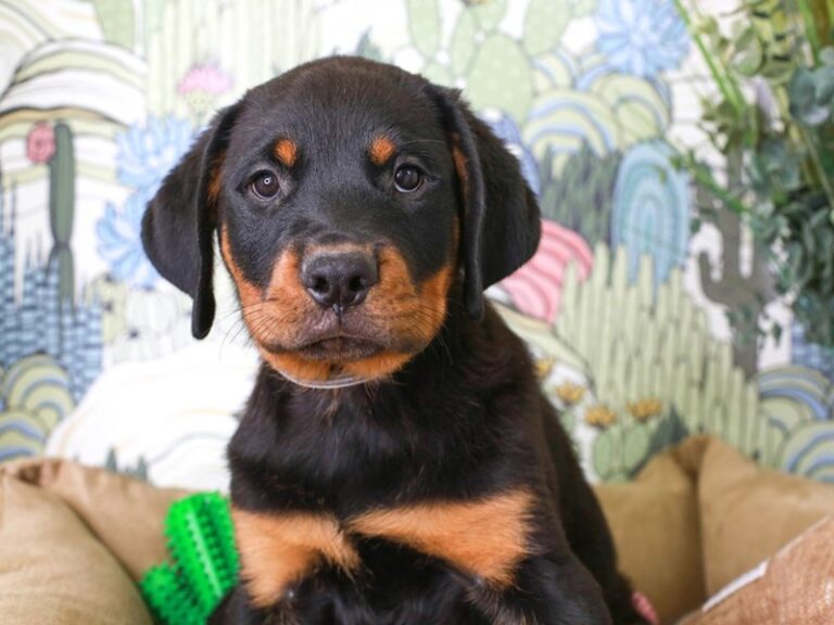 Rottweiler