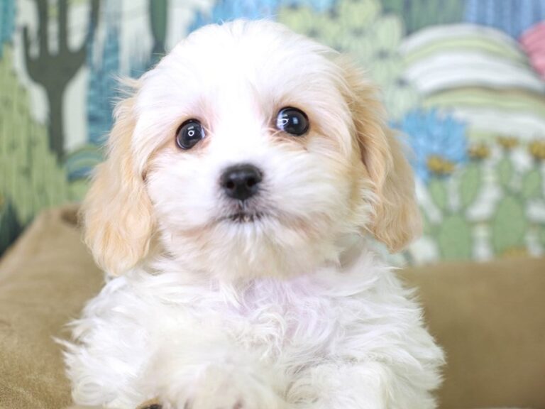 Cavachon