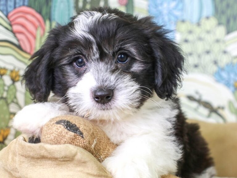 Mini Sheepadoodle