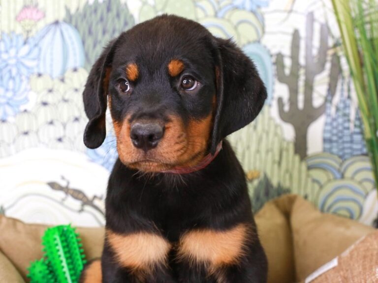 Rottweiler