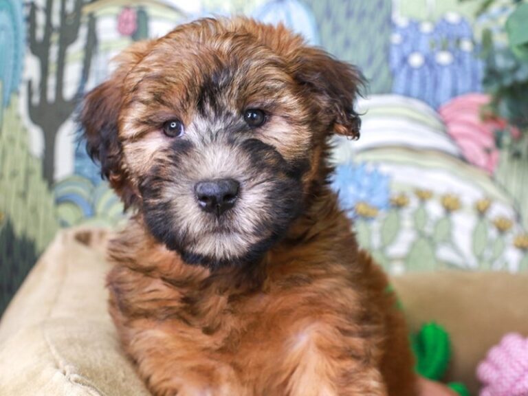 Soft Coated Wheaten Terrier