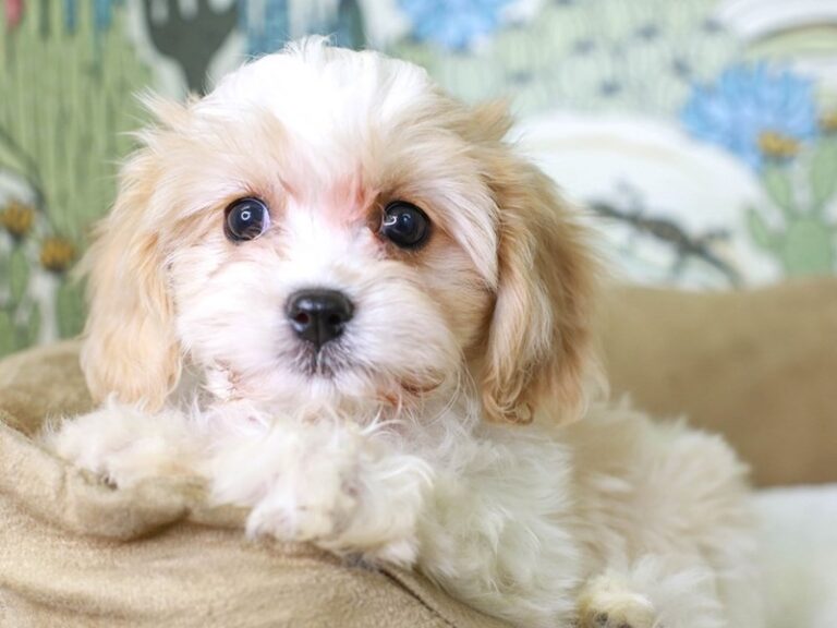 Cavachon