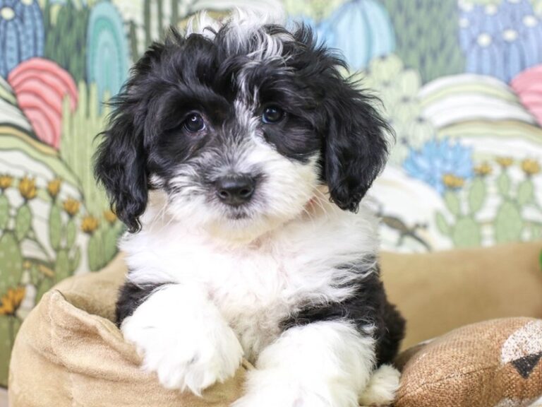 Mini Sheepadoodle